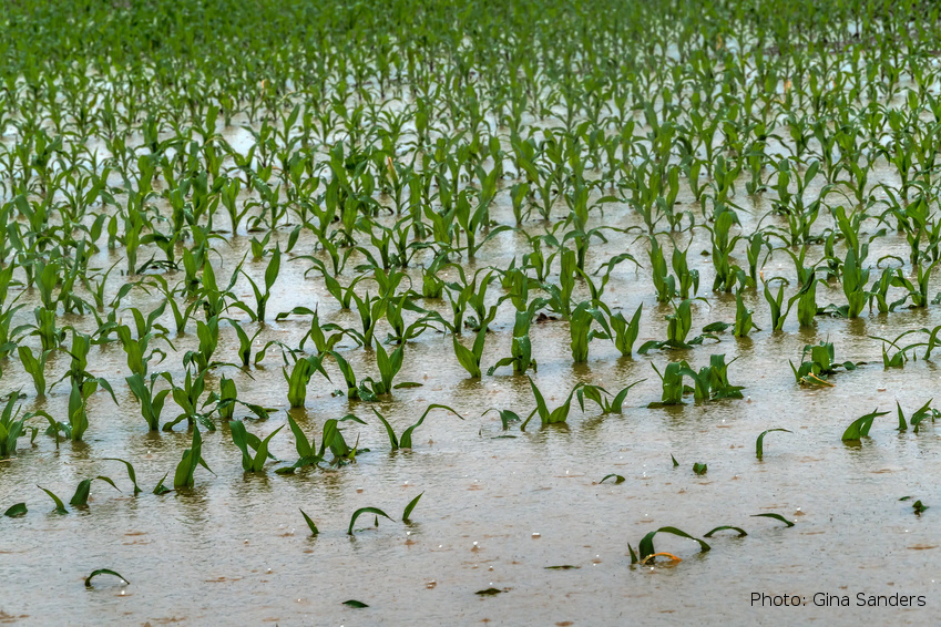 Water Management